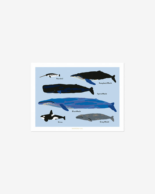 WHALES POSTCARD