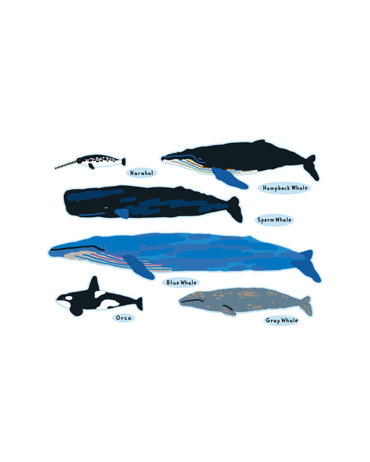 WHALES STICKER